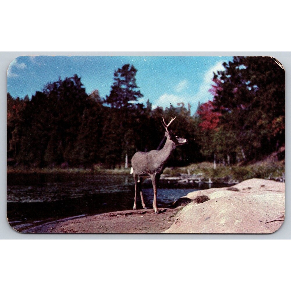 Vintage 1950s Postcard THE SENTINEL Buck Deer Wildwood Lake L.L.Cook Co WI